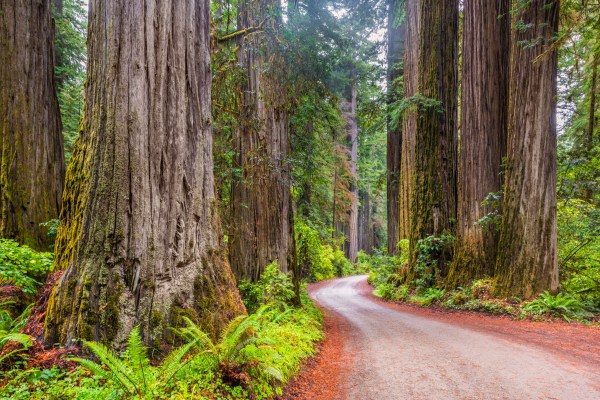 A dirt road in Redwoods National Park