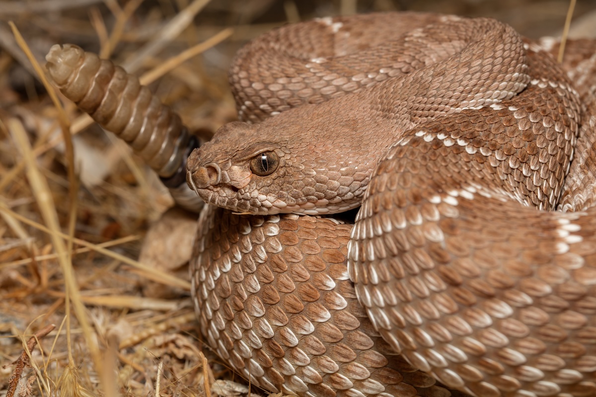 beast rattlesnake