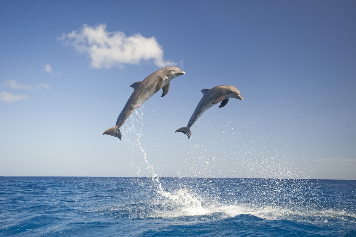 Dolphins high jumps