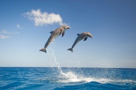 Dolphins high jumps
