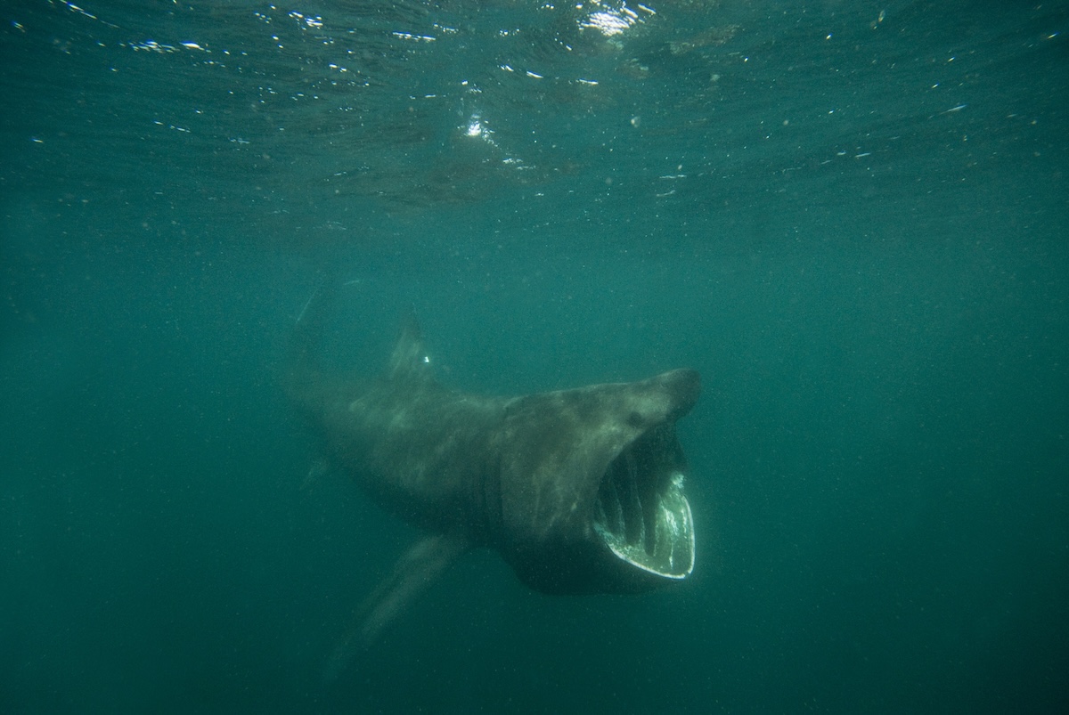 fisherman massive shark viral video