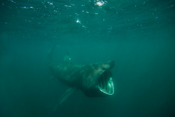 fisherman massive shark viral video