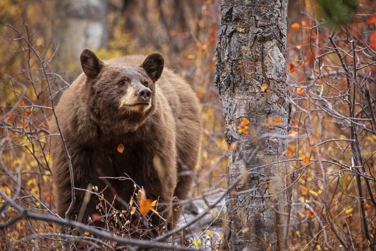 large bear trail cam