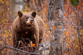 large bear trail cam
