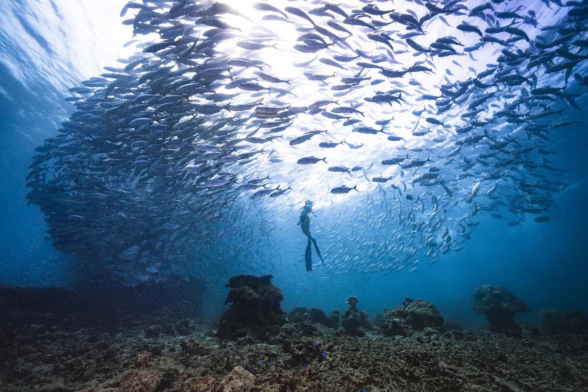 snorkelers spy something big