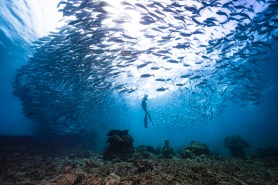 snorkelers spy something big