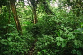 first footage rare monkey