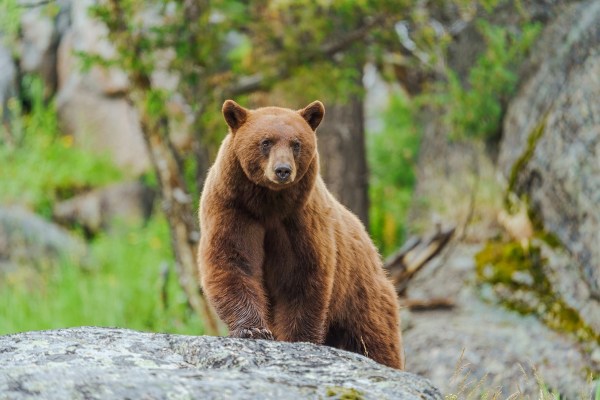 bear break in ice cream shop