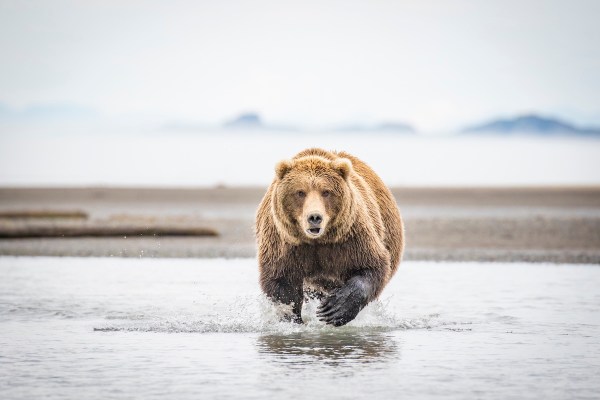 hockey mascot grizzly bear