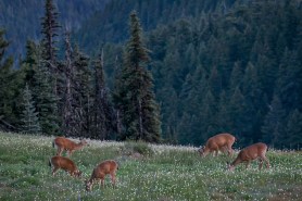 A number of deer graze on grass, similar to the all white deer spotted in North Carolina.