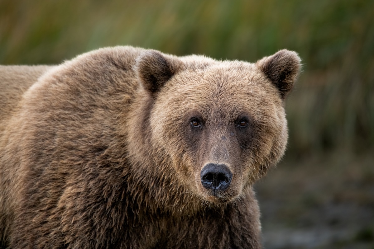 Brown bear attacked man