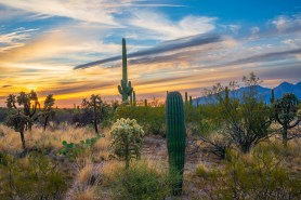 saguaro national park