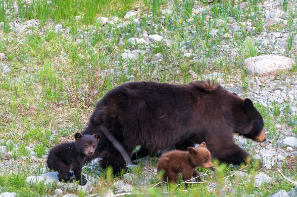 new bear family photos