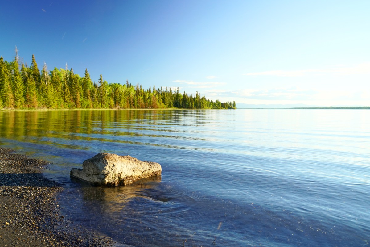 A large lake is surrounded by pine trees.