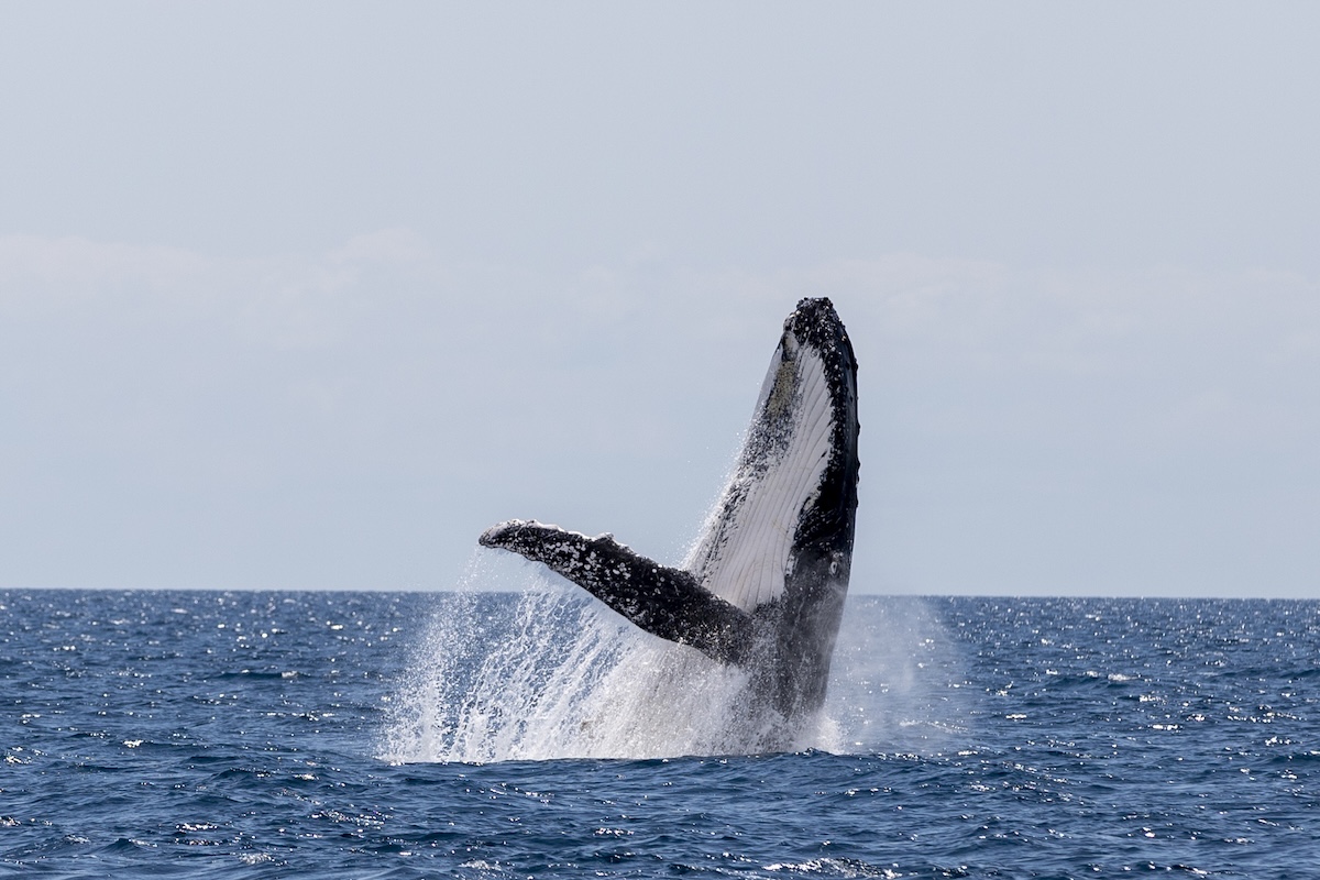 kayakers whale costa rica