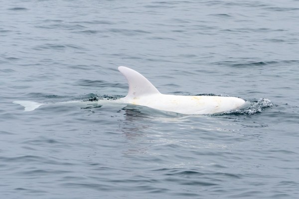 white dolphin