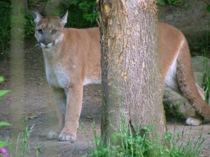 Mountain Lion college student