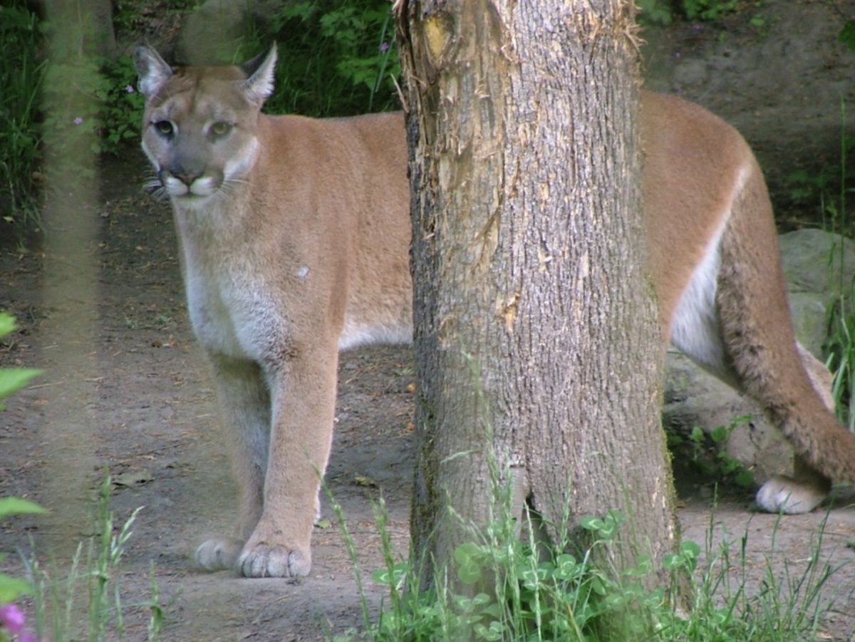 Mountain Lion college student