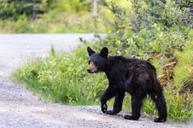 bear cub burglar colorado