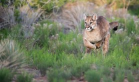 a mountain lion running through the desert