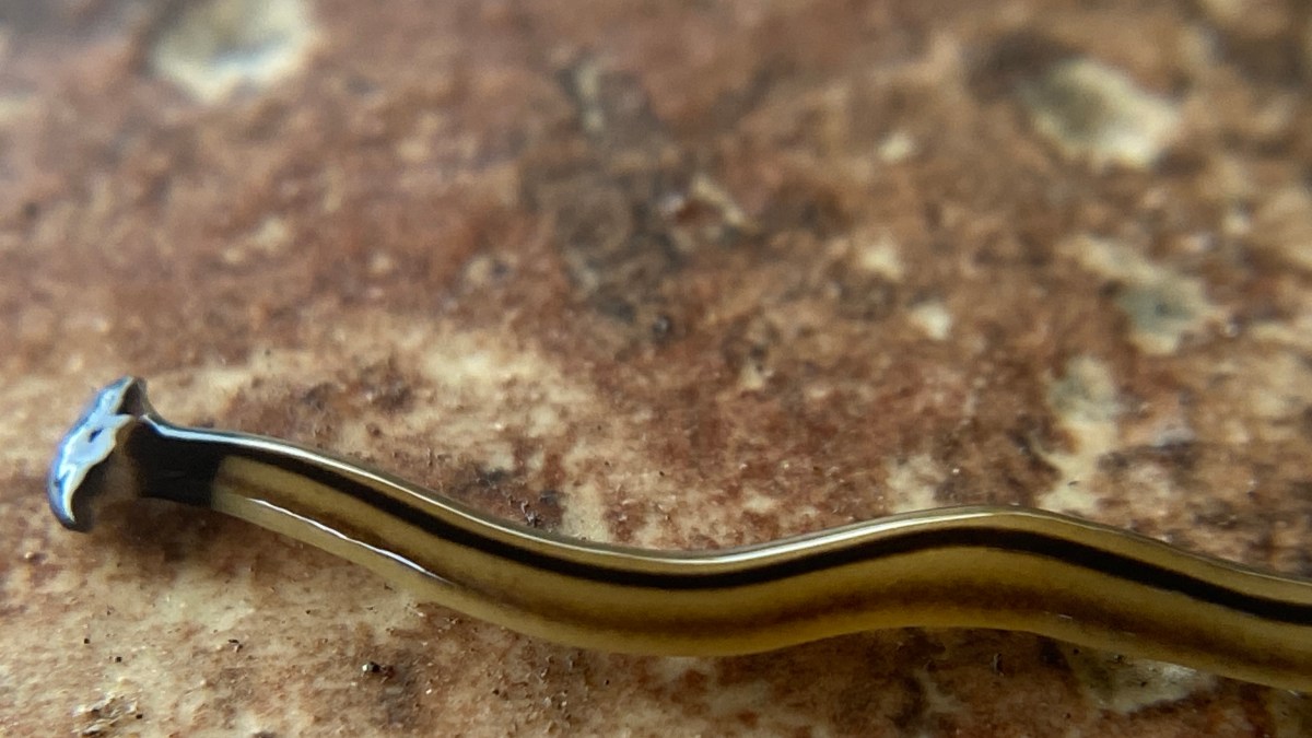 a worm with a hammerhead like shaped head.