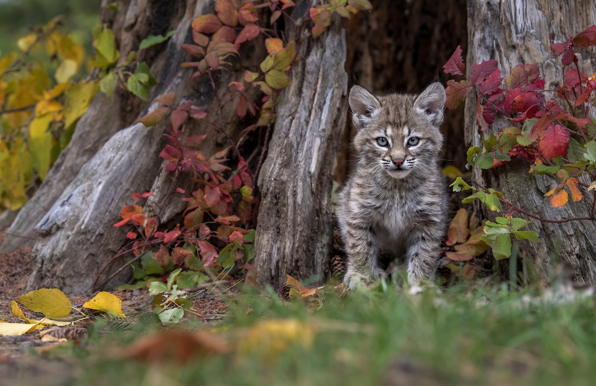 Bobcat kitten