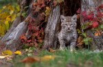 Bobcat kitten