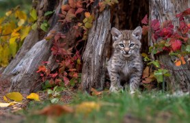 Bobcat kitten