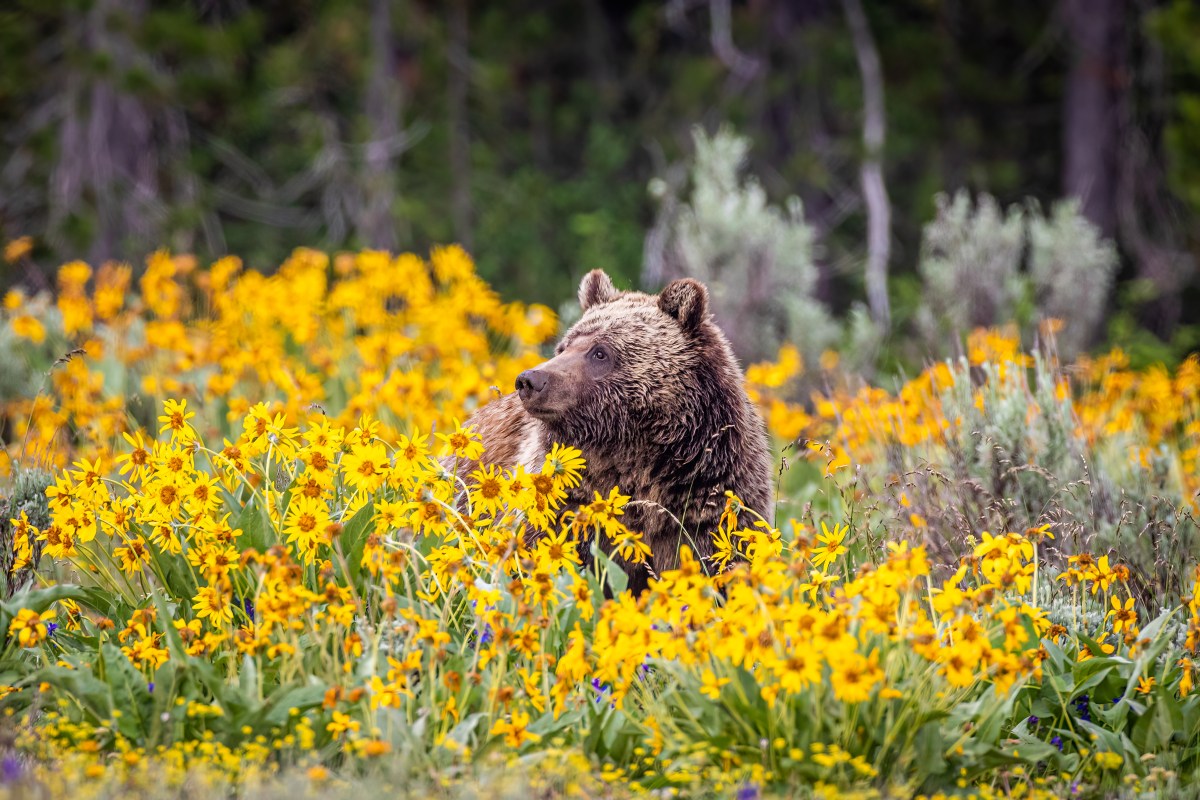 A grizzly bear in a field of flowers