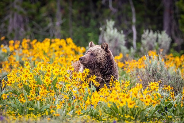 A grizzly bear in a field of flowers
