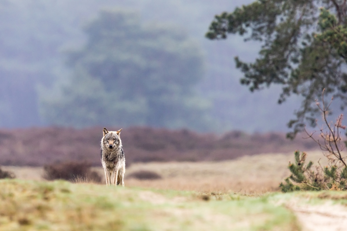 Wolf attacks boy netherlands