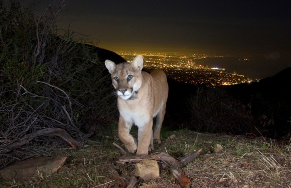 A mountain above Los Angeles.