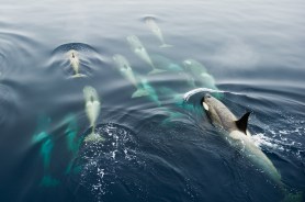 pod orcas boat