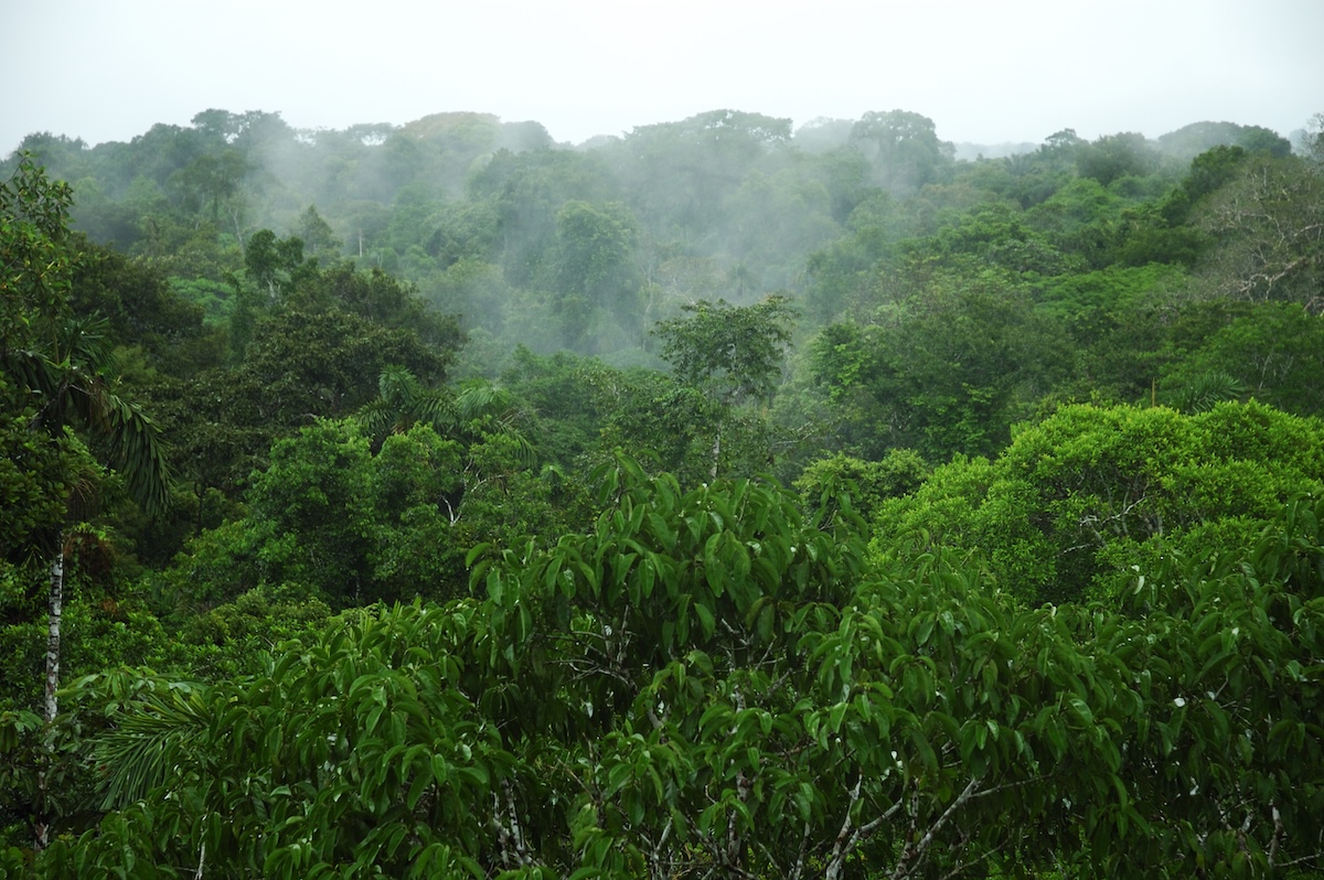 canopy bridges amazon