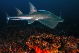 rare marine animal diver