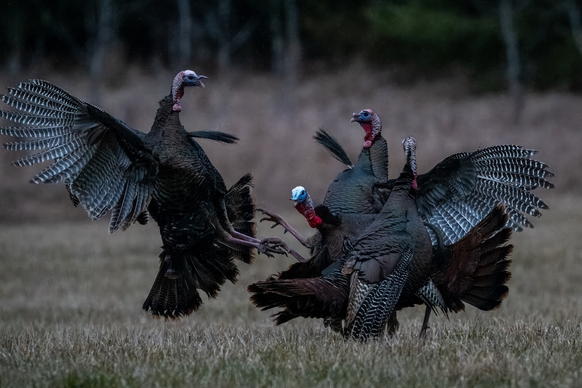 Wild turkey attacks man