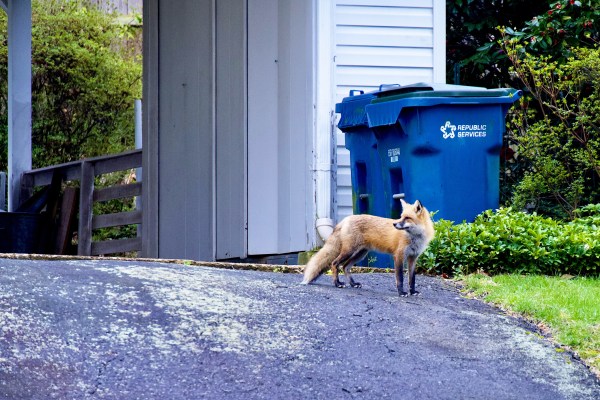 Red fox in a driveway