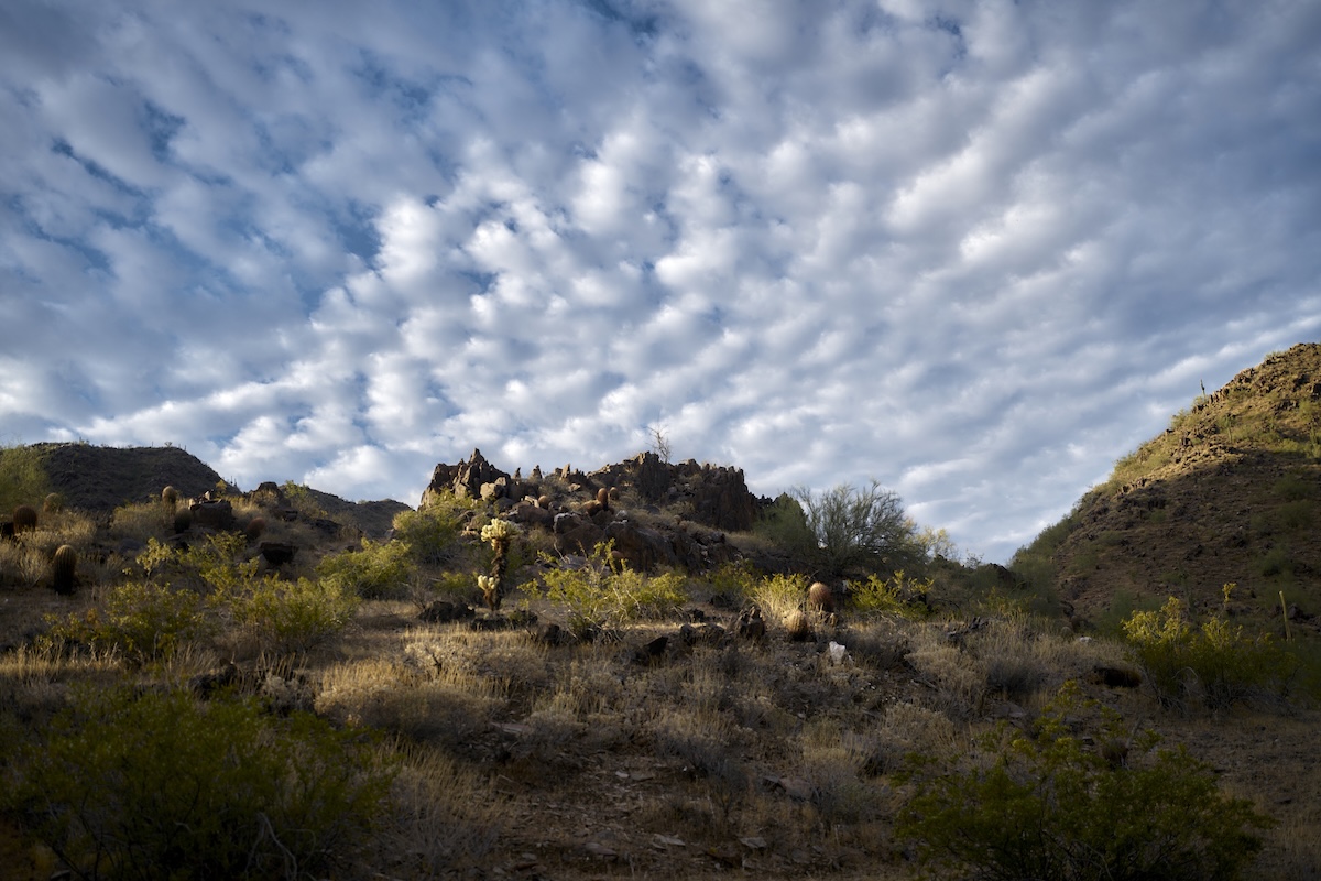 weird wild cat arizona