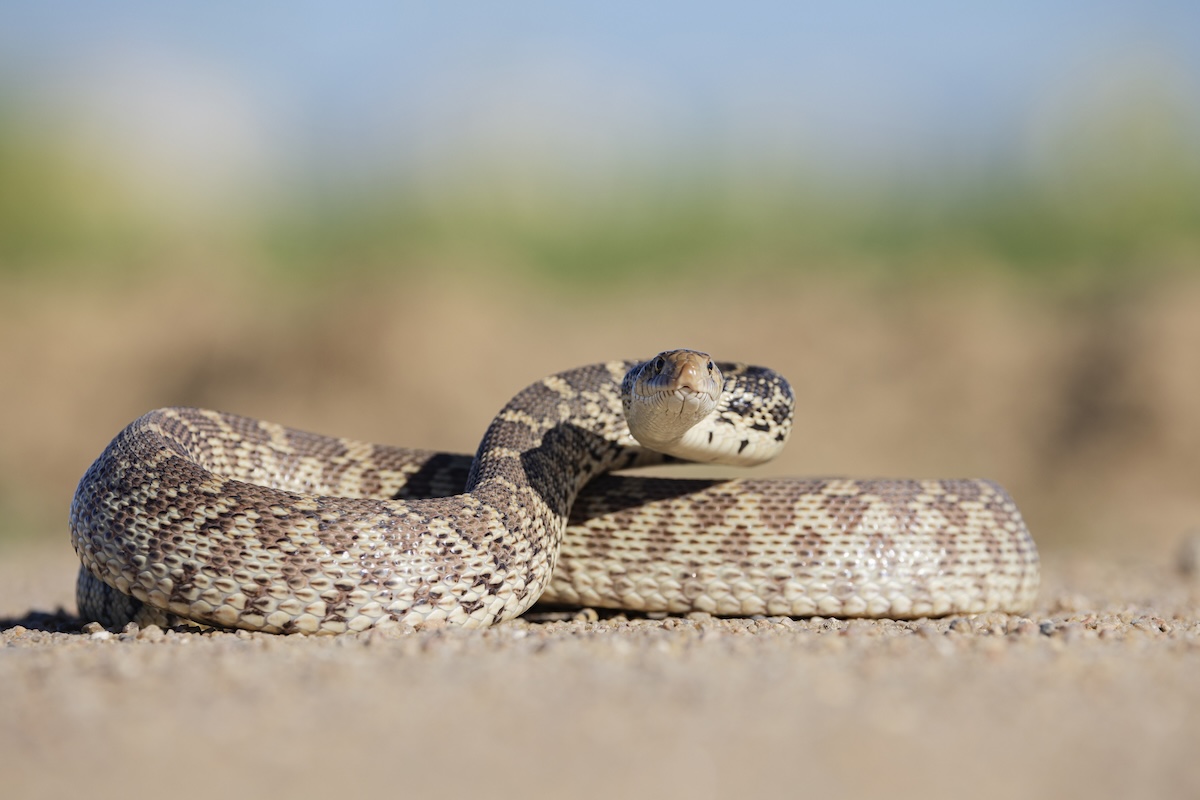 house cat vs. nope rope bull snake