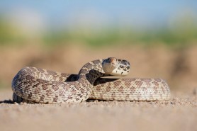 house cat vs. nope rope bull snake