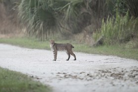 bobcat florida beach