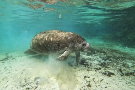 A gray manatee swims in shallow water.