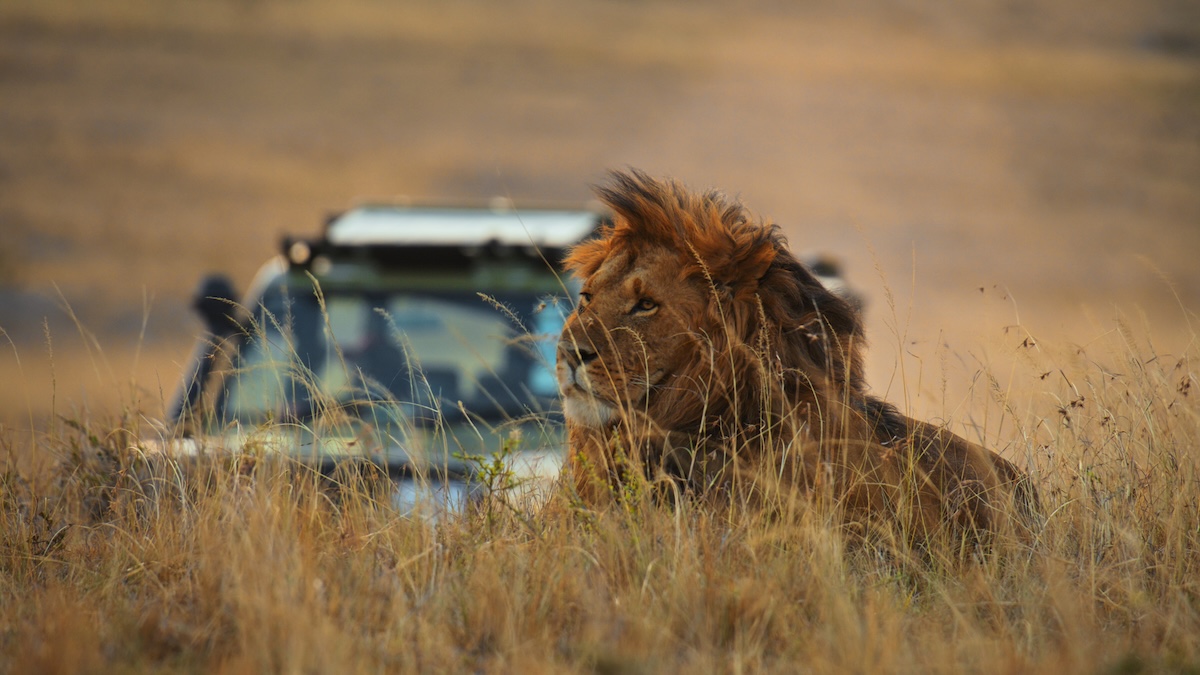 lion climbs tourist vehicle