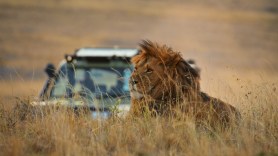 lion climbs tourist vehicle
