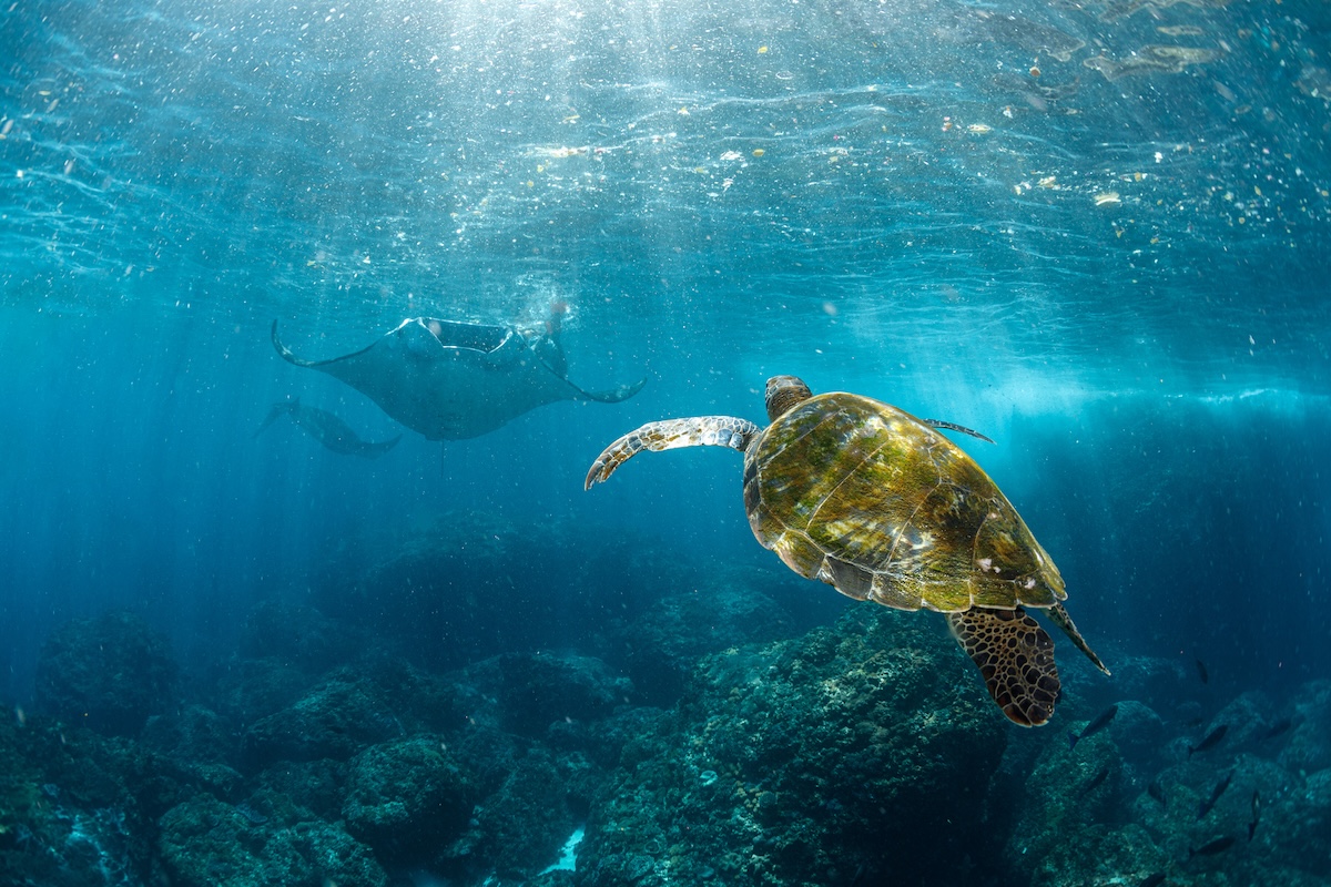 sea turtle manta ray