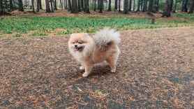 dog chases bear viral video