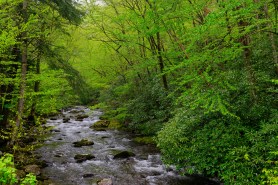 A river near a main road in Great Smoky Mountains.
