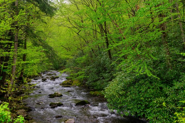 A river near a main road in Great Smoky Mountains.