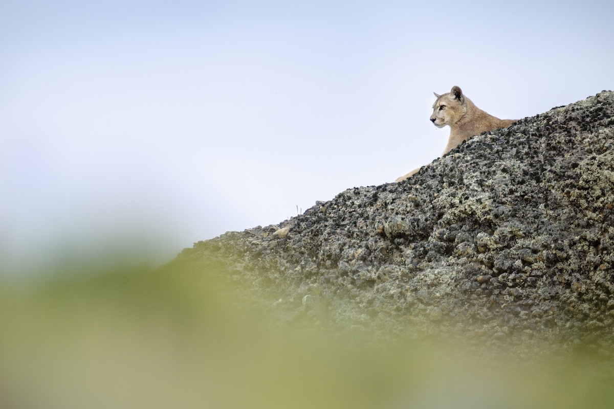 mountain lion stalks hikers