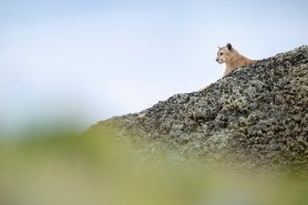 mountain lion stalks hikers